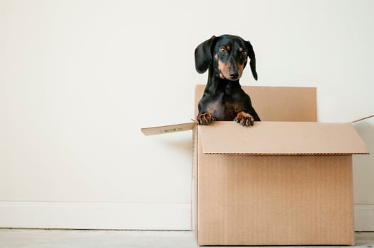 Brown cardboard box on the right of the page with a black dachshund puppy poking out from inside.